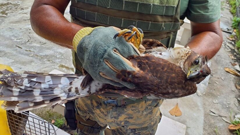 A GCM de São Vicente tem desempenhado papel estratégico na preservação da fauna local / Divulgação/PMSV