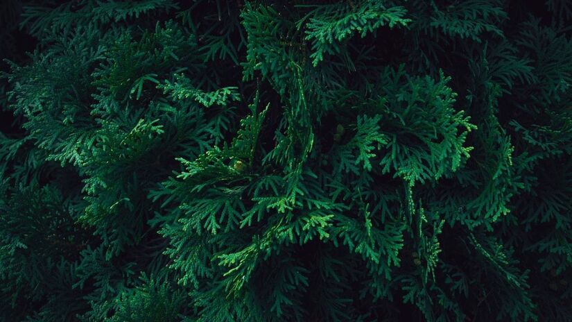 Arbustos são quaisquer tipos de plantas que se ramificam em caules ou troncos/Pixabay