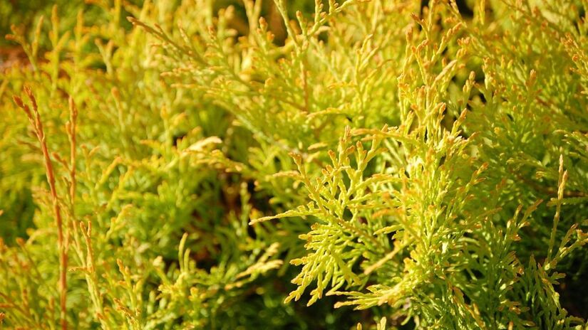 São plantas que não necessitam de grandes espaços para se desenvolver/Pixabay