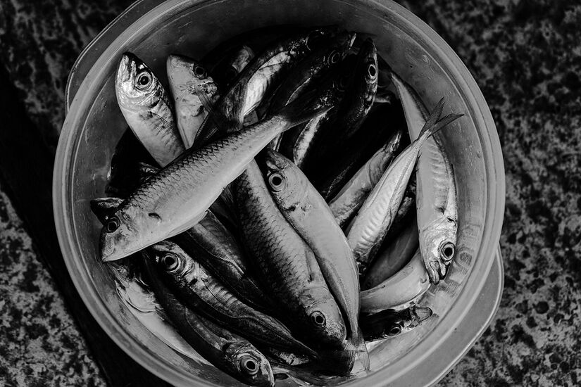 A sardinha conta com Vitamina D, importante para o sistema imunológico e ossos saudáveis (Sergey Filippov/Pexels)