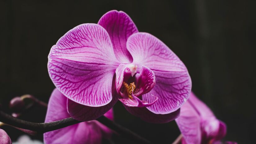 Coloque uma ou duas batatas no fundo do vaso, inteiras ou cortadas em pedaços. Isso varia do tamanho do recipiente
