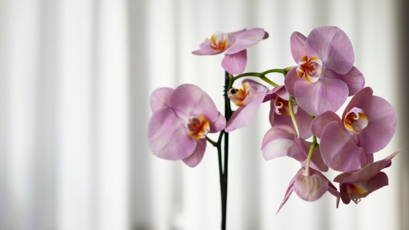 Coloque cuidadosamente a orquídea no vaso, sobre as batatas, e cubra as raízes com a terra. Organize as raízes delicadamente, sem danificá-las