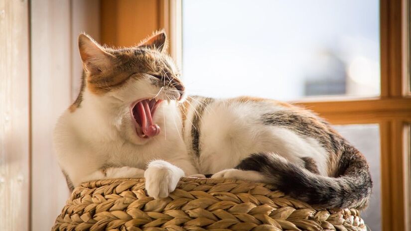 Gatos podem dormir até 16 horas por dia para repor energia/Pixabay