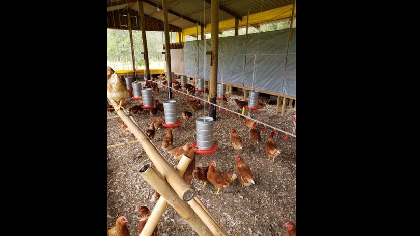 Os hóspedes podem conhecer a produção de ovos caipiras da fazenda/ Foto de Divulgação