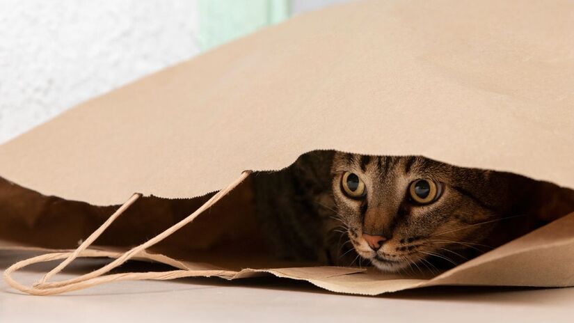 Se esconder é um dos sinais mais comuns de que o gato não quer interação e prefere manter distância/ Freepik