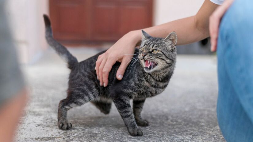 Recusar carinho ou reagir de forma agressiva mostra que o felino já atingiu seu limite/ Freepik