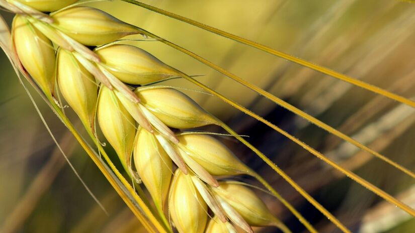 A cevada é um cereal de clima frio amplamente cultivado como alimento para humanos e animais, e para a produção de malte para a cervejaria / Pexels