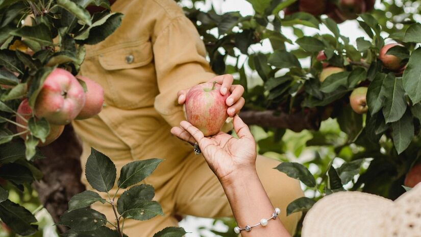 Além disso, as frutas plantadas em casa são muito mais saudáveis / Pexels