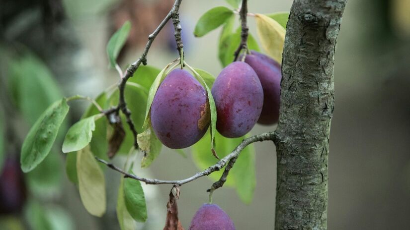 A ameixa é uma das frutas que dá para cultivar no jardim / Pexels