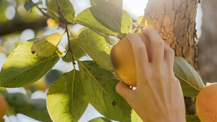 O pêssego, além de saboroso, pode facilmente enfeitar o seu jardim / Pexels
