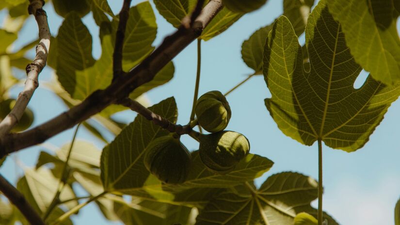 O figo é outra fruta que pode fazer parte da decoração do seu jardim / Pexels