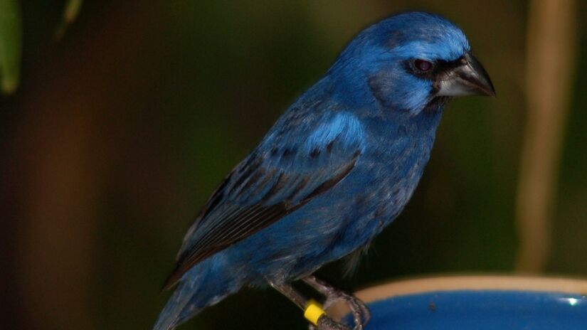 O azulão é uma ave passeriforme da família Cardinalidae, também conhecida como azulão-bicudo, azulão-do-nordeste, azulão-verdadeiro e gurundi-azul. Foto: Wikimedia Commons