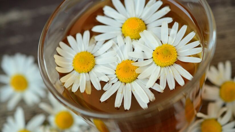 A camomila é conhecida pelas suas pequenas flores brancas que lembram margaridas / Pixabay