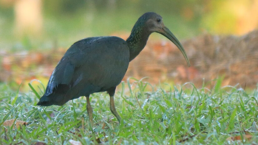 Coró-coró (Mesembrinibis cayennensis) / Bruno Neri