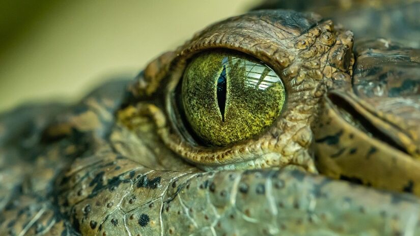 Os crocodilos são animais que despertam medo e curiosidade / Pixabay