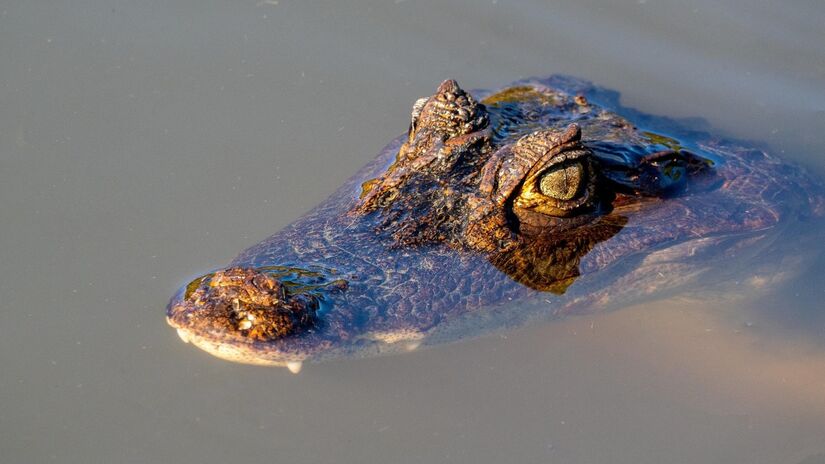 Em áreas com incidência do animal o ideal é ter cuidado e atenção / Pixabay
