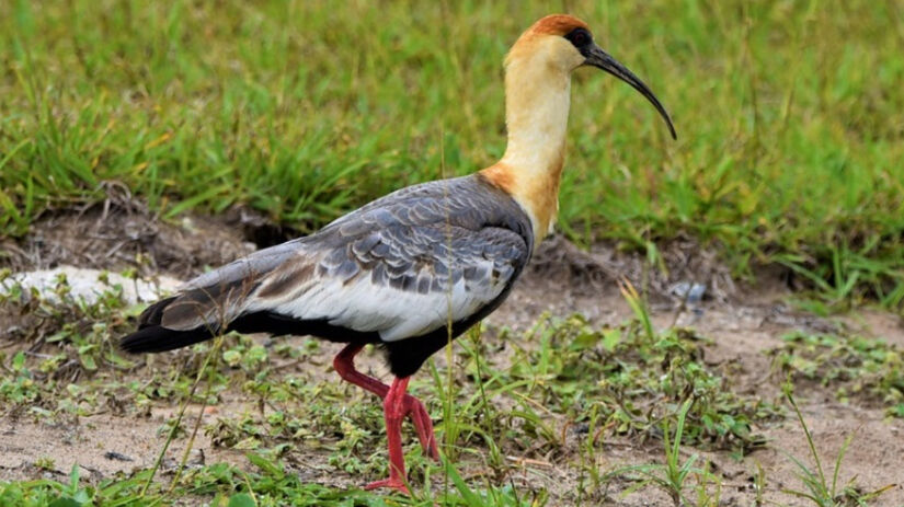 Curicaca (Theristicus caudatus) / Bruno Neri