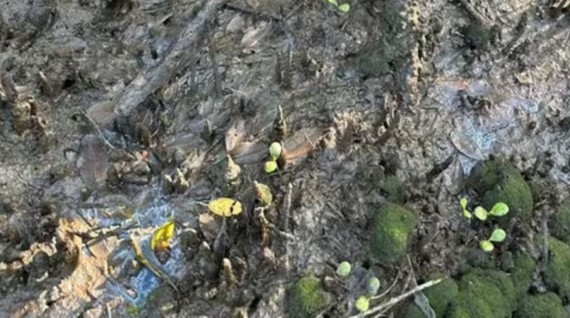 O problema não se restringe aos caranguejos / Laboratório de Aquicultura Sustentável/Unesp/CLP