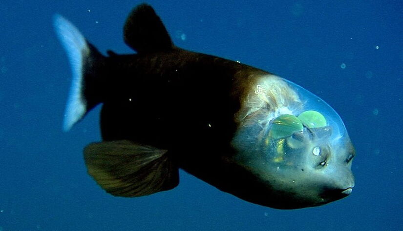 O peixe-olhos-de-barril se alimenta de minúsculos crustáceos e de animais capturados pelos tentáculos de águas-vivas- MBARI/ Divulgação