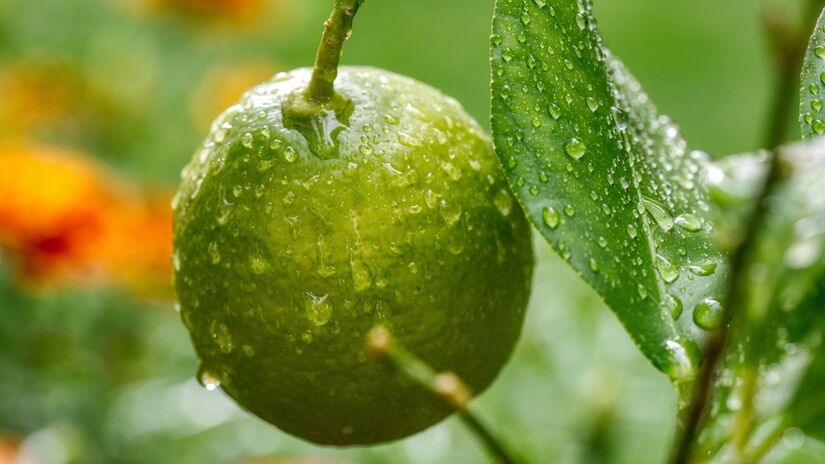 O limão é uma fruta versátil na culinária / Pixabay