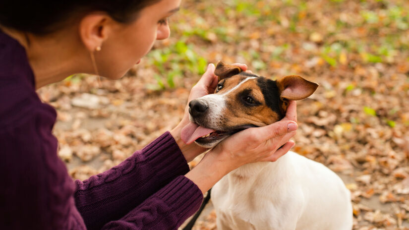 Os pesquisadores observaram que o convívio com cães também atua de forma fisiológica / Freepik