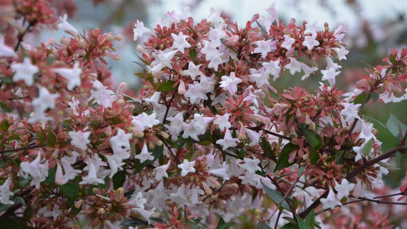 As flores da abélia ficam bonitas o ano todo / Pixabay