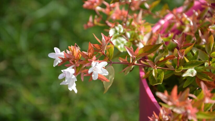 As flores da abélia, além de delicadas, são perfumadas e capazes de atrair insetos polinizadores / Pixabay