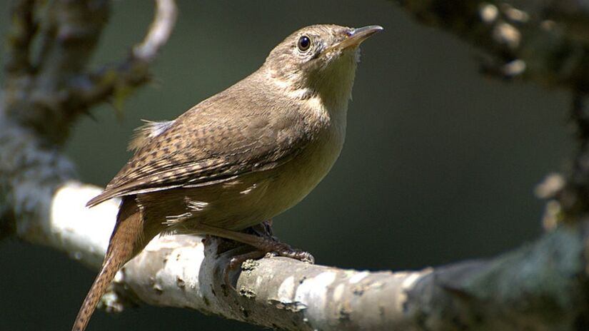 A corruíra, uma ave passeriforme da família Troglodytidae, é também conhecida por nomes como maria-judia, currila, cambaxirra e rouxinol. Foto: Wikimedia Commons