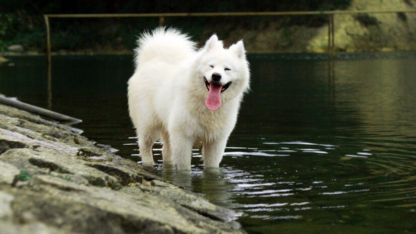 Os animais têm uma maneira própria de chamar a atenção dos humanos e de tentar se comunicar / Pixabay