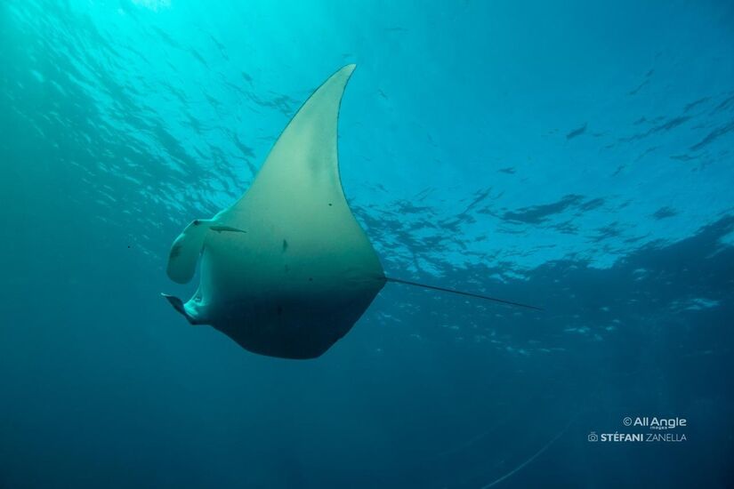 Raia-manta foi batizada de Mobula yarae, em homenagem à Iara (Divulgação)