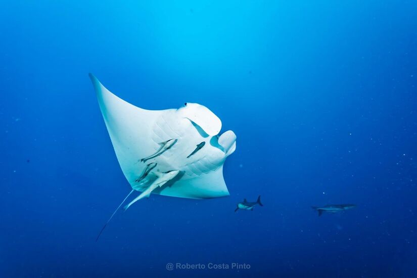 Raia-manta foi batizada de Mobula yarae, em homenagem à Iara (Divulgação)