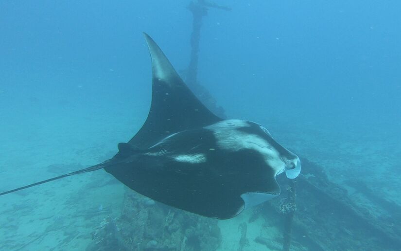 Raia-manta foi batizada de Mobula yarae, em homenagem à Iara (Divulgação)