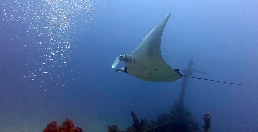 Raia-manta foi batizada de Mobula yarae, em homenagem à Iara (Divulgação)
