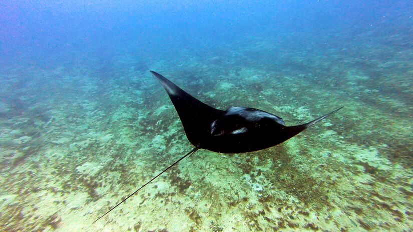 Raia-manta foi batizada de Mobula yarae, em homenagem à Iara (Divulgação)