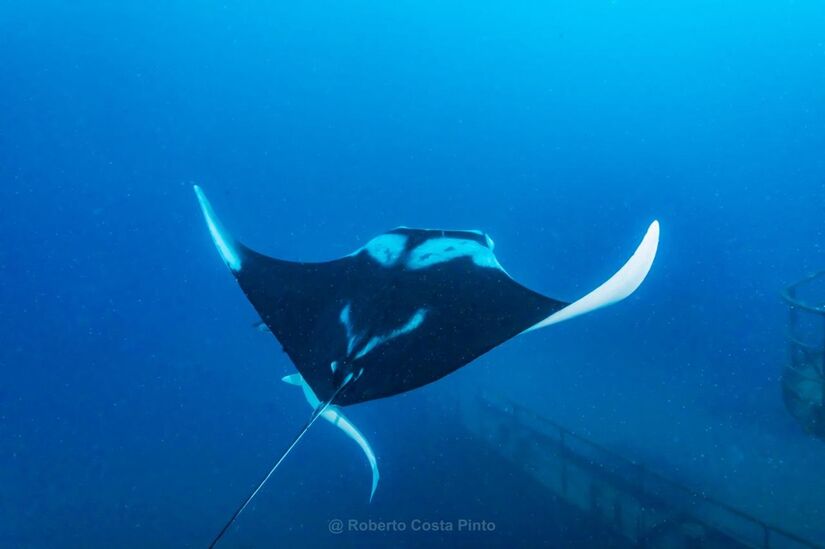Raia-manta foi batizada de Mobula yarae, em homenagem à Iara (Divulgação)