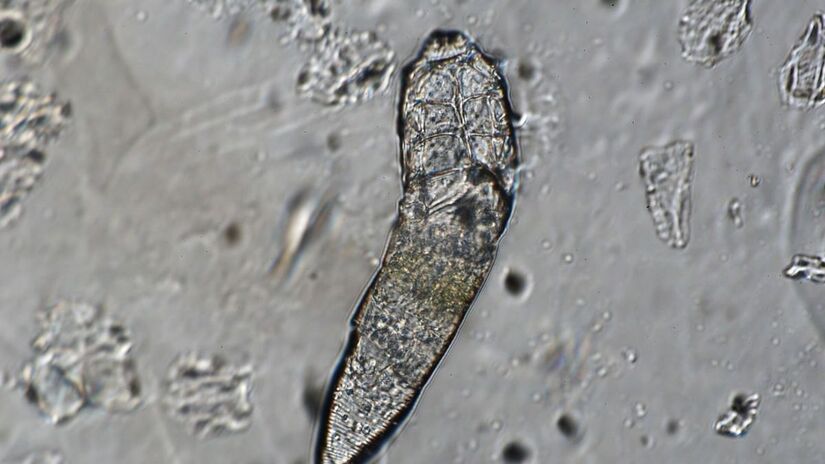 Estão em risco de extinção devido à baixa diversidade genética - University of Reading