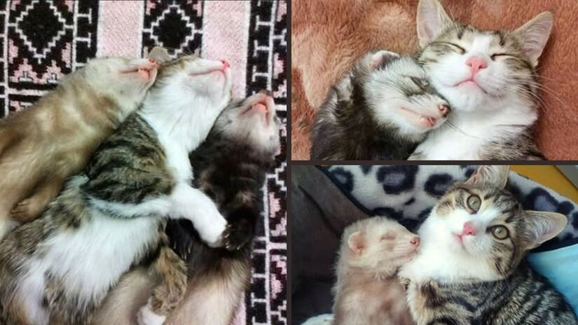 Rexie cresceu cercado de amor e carinho  e até dois furões fizeram parte da sua família/ Reprodução Instagram/@rexiecat