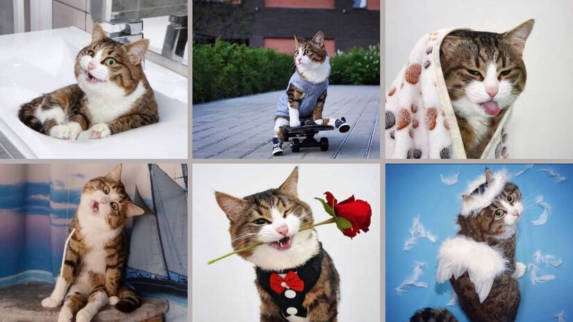 O "gato mais expressivo do mundo" encanta os seguidores com seus looks, poses e caretas únicas/ Reprodução Instagram/@rexiecat