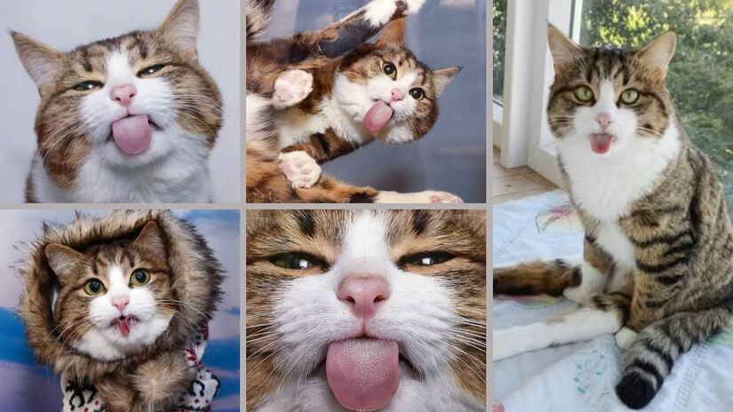 As famosas "línguas de fora"  ou bleps  viraram marca registrada do felino/ Reprodução Instagram/@rexiecat