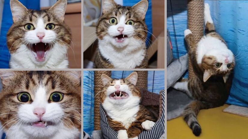 Das expressões de surpresa aos momentos de brincadeira, Rexie é pura personalidade/ Reprodução Instagram/@rexiecat