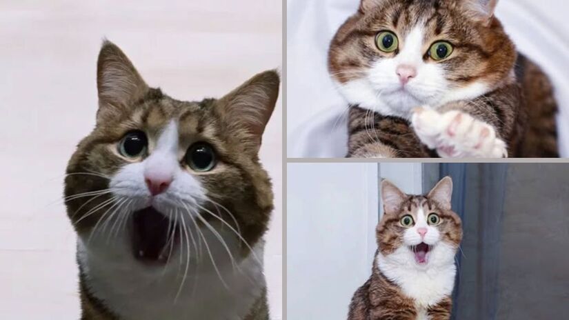 Cada foto é um show de carisma: o gato russo faz sucesso por suas reações espontâneas/ Reprodução Instagram/@rexiecat