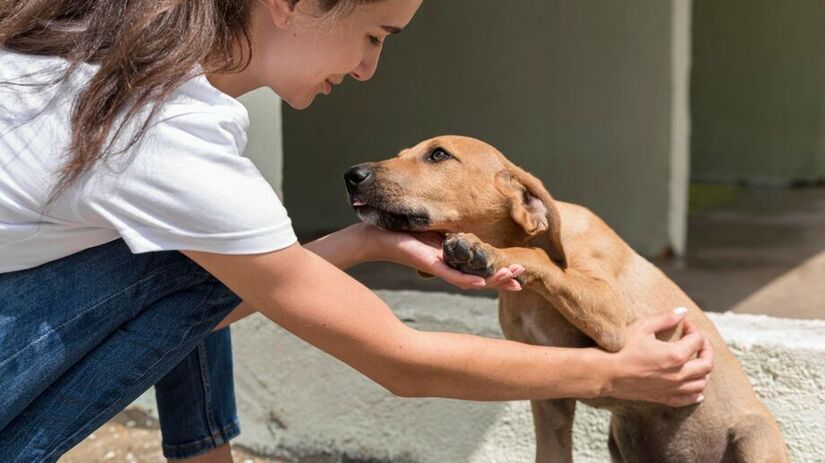 O ato de tocar um cachorro ativa processos neurológicos ligados ao acolhimento, segurança e relaxamento