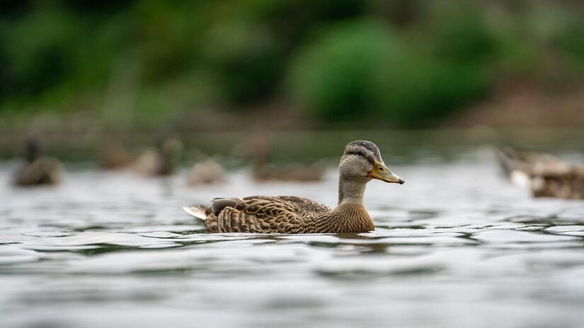 O pato é um dos poucos animais da natureza que anda, nada e voa com razoável competência/Pixabay
