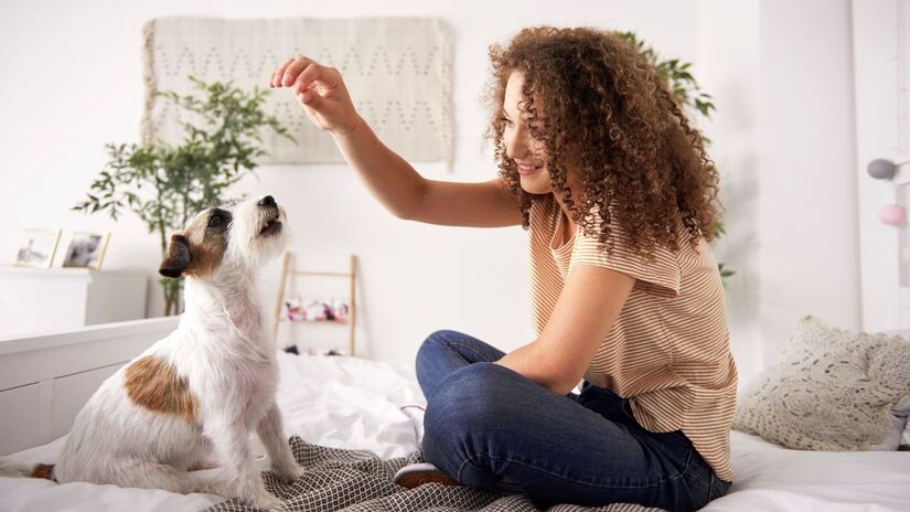Mais do que petiscos: a verdadeira felicidade do seu animal está na atenção e no contato diário / Freepik