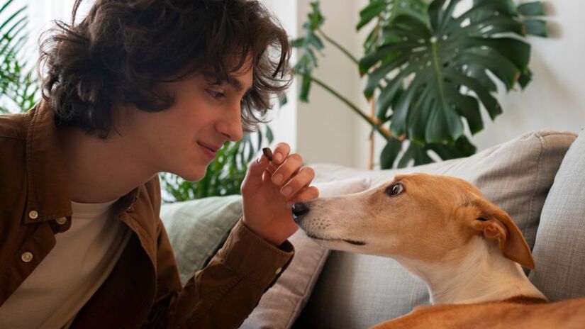 Companhia importa: cães, coelhos e porquinhos-da-índia precisam de interação para se sentirem realmente felizes