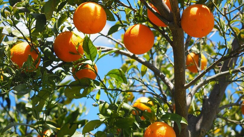 Árvores frutíferas podem ter até 25% da copa removida sem riscos à saúde da árvore/Pixabay