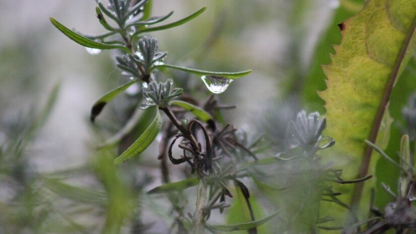 A exposição ao aroma da planta pode favorecer concentração e clareza mental/Pixabay