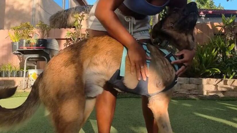 O cãozinho Zeke havia sido atropelado nos Estados Unidos/Instagram/k9bluezeke