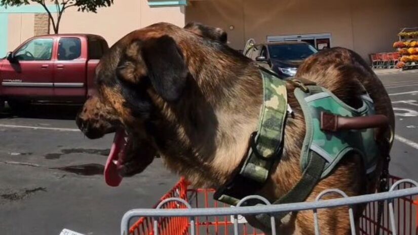 Zeke se adapta com naturalidade à nova cadeira de rodas criada por Taylor e equipe/Instagram/k9bluezeke