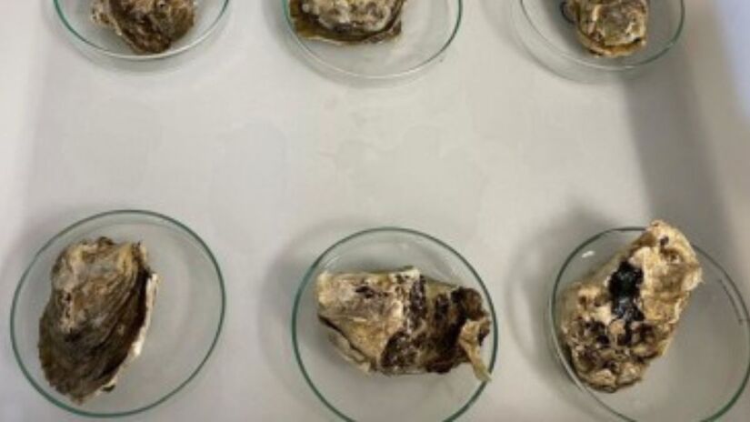 Experimentos mostram que ostras-do-mangue são altamente sensíveis à exposição ao MDMA, mesmo em baixas concentrações/ Andressa Ortega/Campus Experimental do Litoral Paulista, Instituto de Biociências-Unesp
